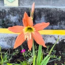 YD8MHF - SITI SYAHARNI,S.Pd