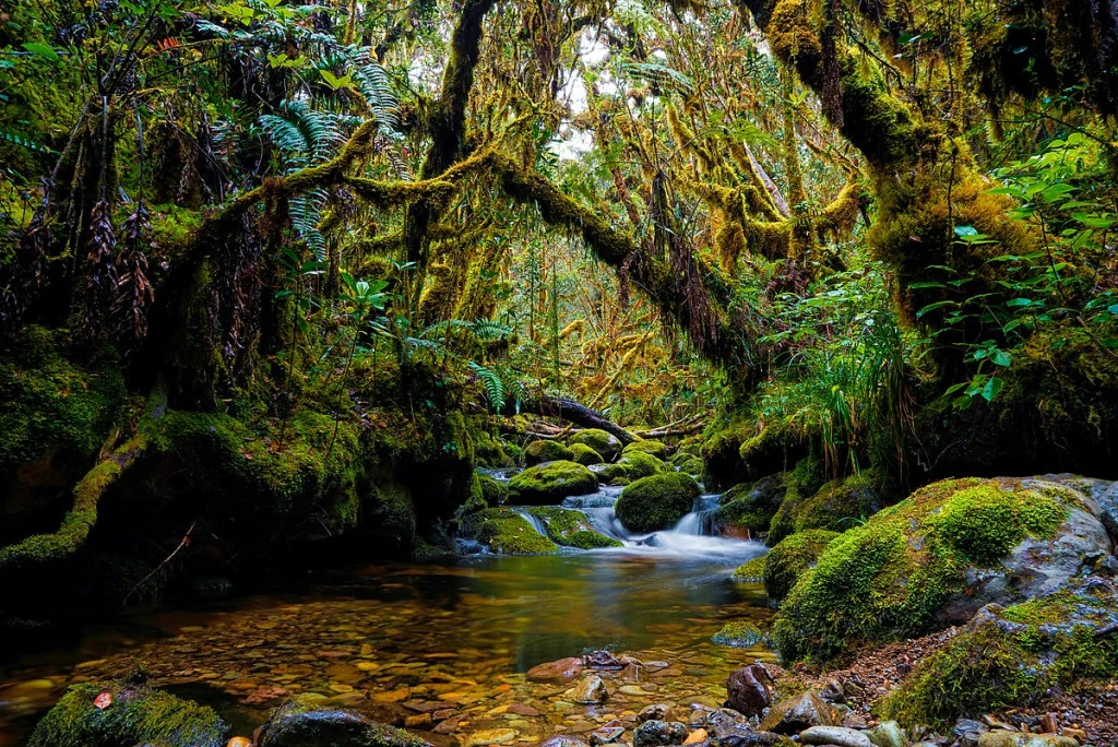 Gunung Leuser National Park