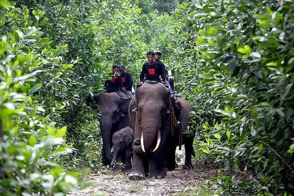 Tesso Nilo National Park